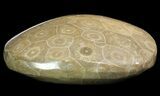 Polished Fossil Coral (Actinocyathus) #69342-1